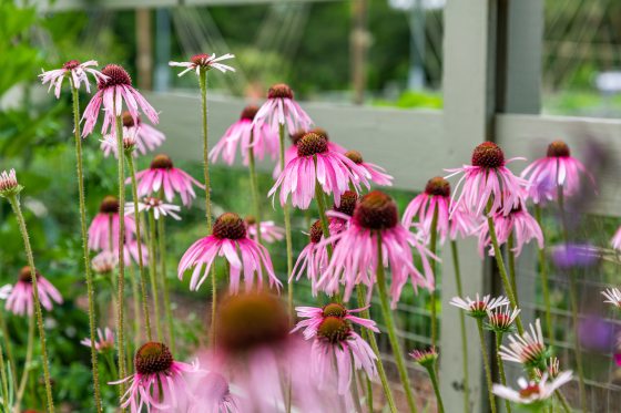 Pink blooming echinaceas flowers. 